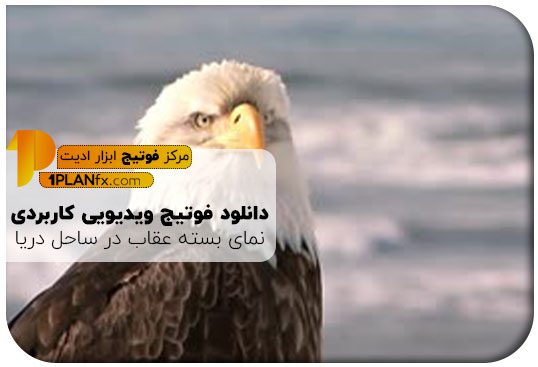 پیش نمایش فوتیج ویدیویی کاربردی نمای بسته عقاب در ساحل دریا
