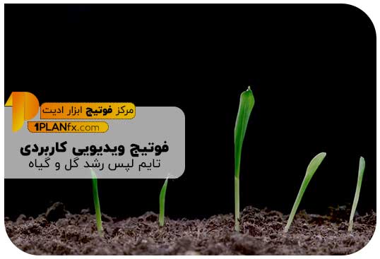 پیش نمایش فوتیج ویدیویی کاربردی تایم لپس رشد گل و گیاه